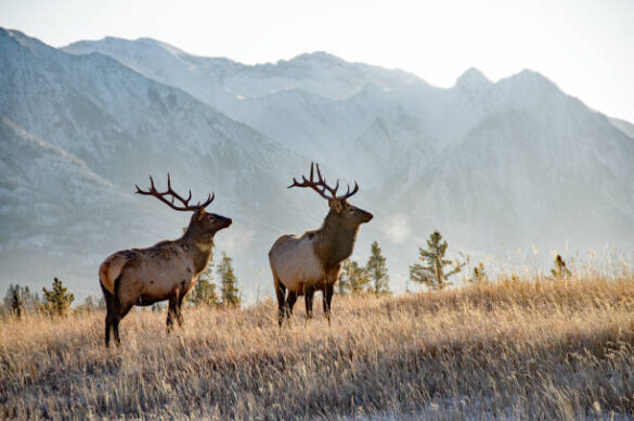 Banff National Park