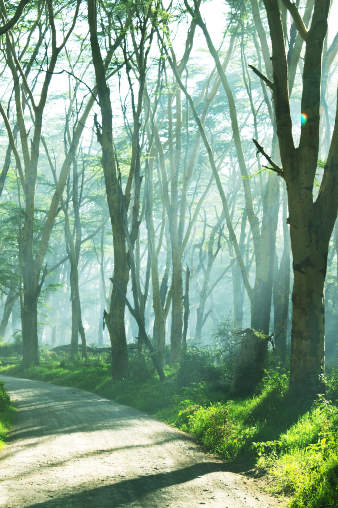 Merlin Bird ID app for slow travel and nature trips