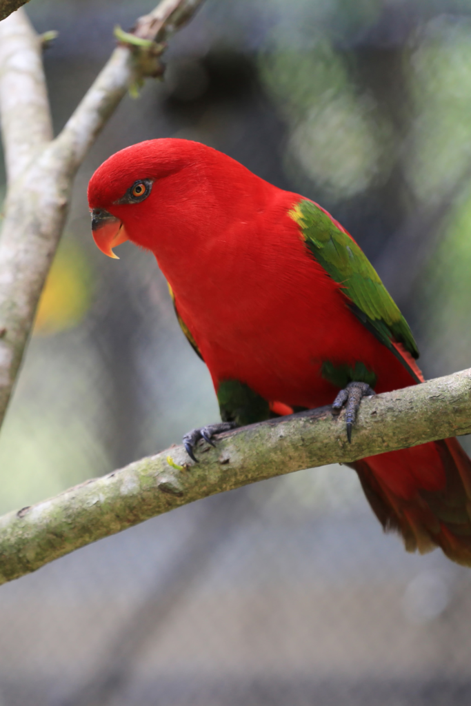 Merlin Bird ID app for slow travel and nature trips